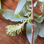 Salix bebbiana 花