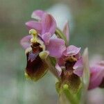 Ophrys tenthredinifera Õis