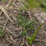 Mutellina adonidifolia 葉