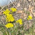 Barbarea vulgaris Flower