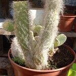 Opuntia orbiculata برگ