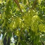 Ailanthus altissimaപുഷ്പം