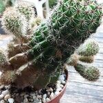 Echinopsis oxygona 整株植物