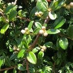 Cotoneaster integrifolius Blad