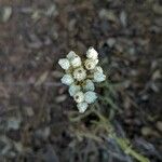 Pseudognaphalium californicum Flors