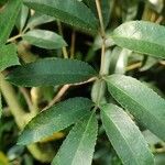 Cunonia capensis Hoja