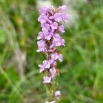 Gymnadenia odoratissimaFlower