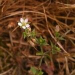 Arenaria leptoclados Other