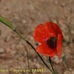 Papaver pinnatifidum অন্যান্য