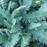 Achillea clypeolata Лист