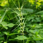 Elymus hystrix Folio