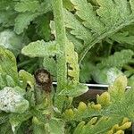 Achillea clypeolata Лист