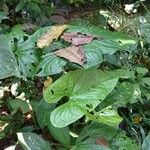 Anthurium formosum Leaf