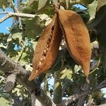 Brachychiton discolor Fruto