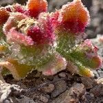 Mesembryanthemum crystallinum Leaf