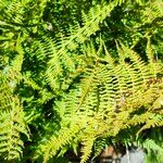 Athyrium distentifolium Blad