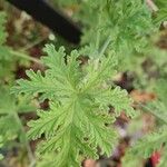 Pelargonium citronellum Blad