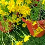 Senecio squalidusFlower