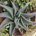 Haworthia limifolia Leaf