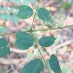 Machaerium lunatum Leaf