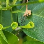 Volkameria inermis Fruit