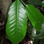 Aspidosperma myristicifolium Hoja