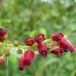 Agarista salicifolia Flower