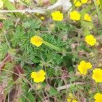 Potentilla heptaphylla पत्ता