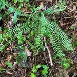 Asplenium platyneuron Fulla