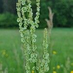 Rumex arifolius花