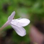 Rhinacanthus nasutus Fiore