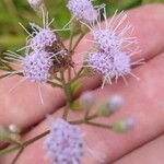 Conoclinium coelestinum Flower