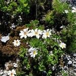 Anemone baldensis Blomst