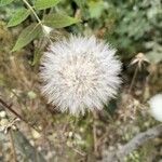 Taraxacum erythrospermum 果