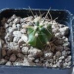 Ferocactus wislizeni Folha