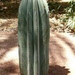 Pachycereus pringlei кора