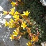 Saxifraga aretioides Virág