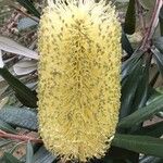 Banksia integrifolia Blomma