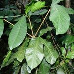 Guarea kunthiana Hoja