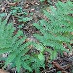 Athyrium filix-femina Φύλλο