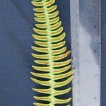 Blechnum polypodioides Kita