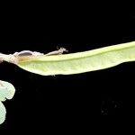 Cytisus spinosus Muu