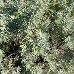 Artemisia thuscula Leaf