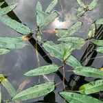 Persicaria amphibia Virág