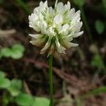 Trifolium nigrescens Flor