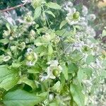 Silene baccifera Fruto
