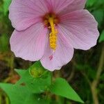 Kosteletzkya pentacarpos Fula