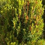 Erica azorica Fuelha