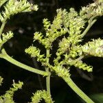 Heliotropium verdcourtii