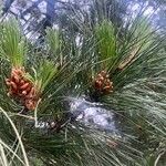 Pinus radiata List